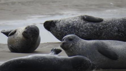 plage-des-phoques-berck