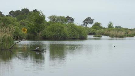 etang-cistude-dans-la-brenne