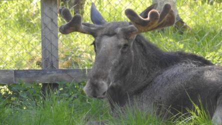 parc-zoologique-de-ranua