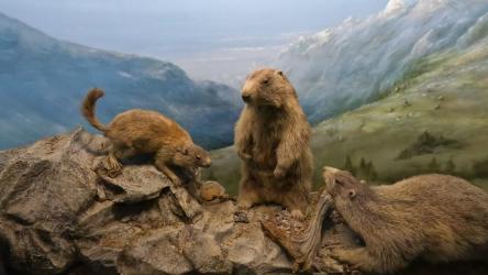 musee-histoire-naturelle-de-geneve