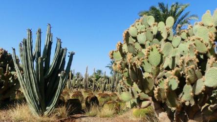 cactus-thiemann-a-marrakech